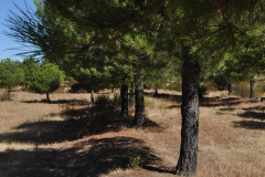 natureza-31