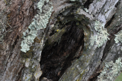 natureza-43