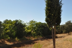 s_cucufate_5
