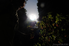 s_francisco_monte-9